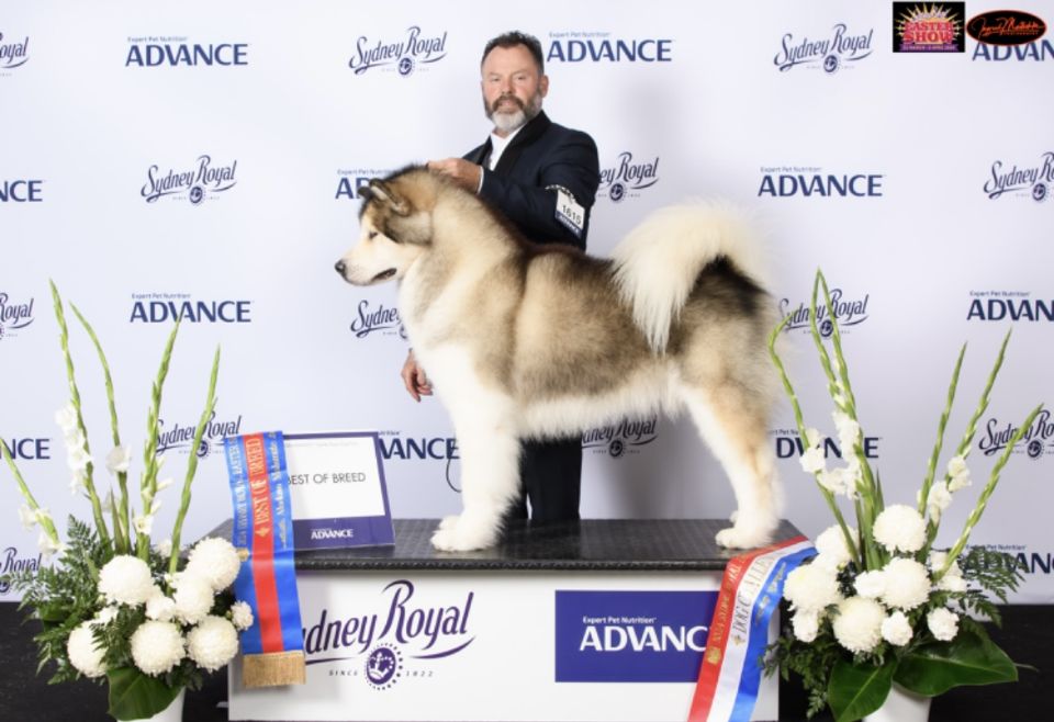 Whitewarrior Alaskan Malamutes